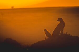 Sunrise - Image 2