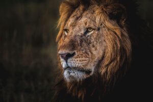 The King - Image 2