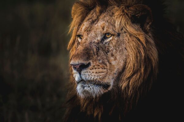 The King - Image 2