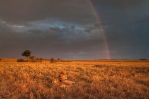 Golden Light - Image 2