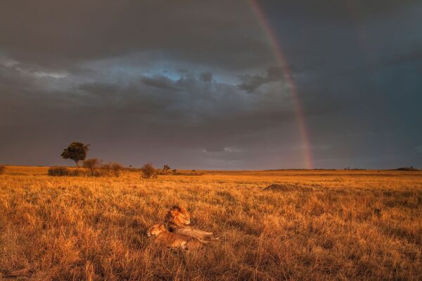 Golden Light - Image 2