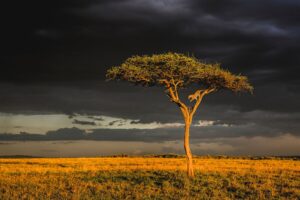 Wild Grace - Image 2