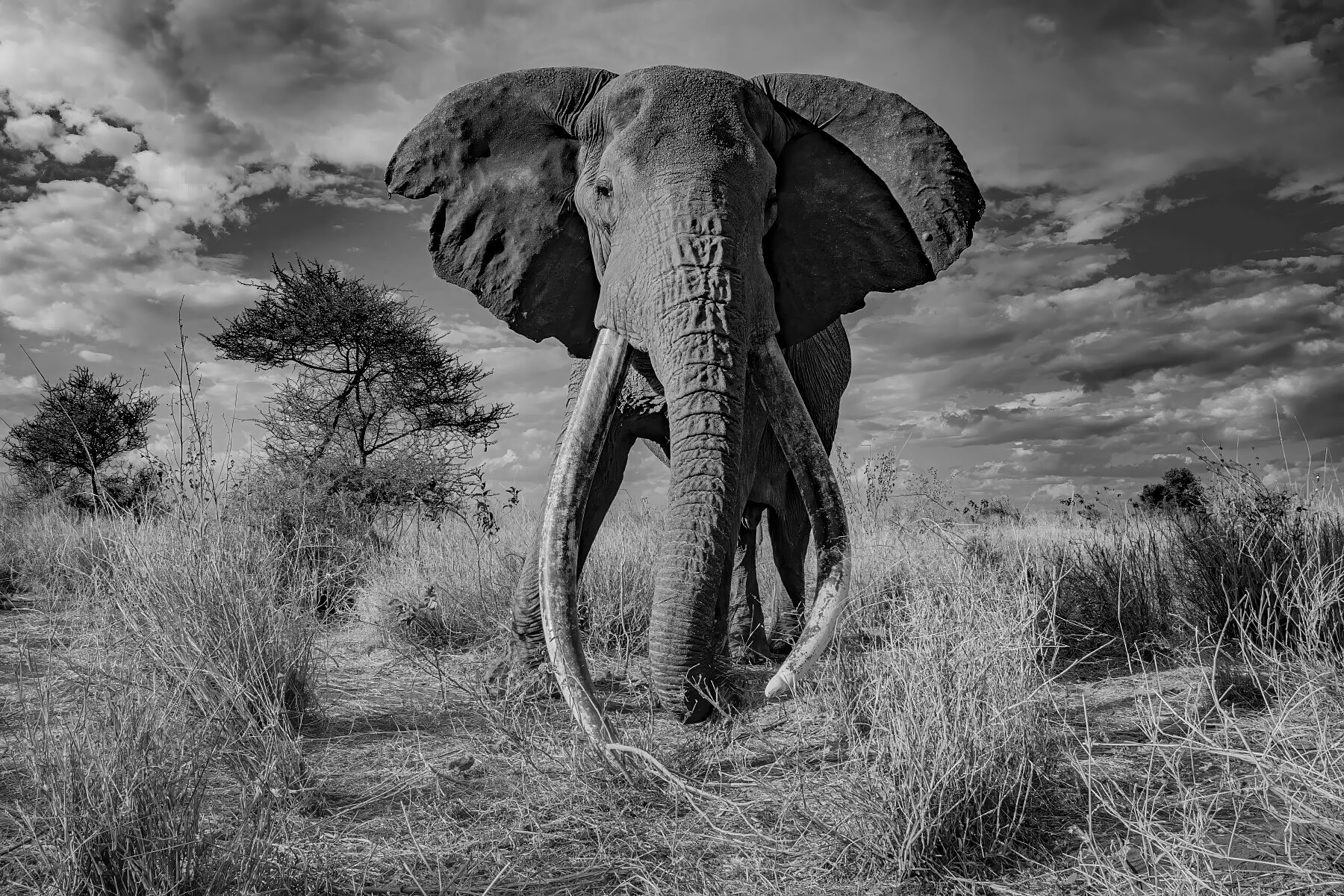 Amboseli – Super Tuskers and The Land of Giants