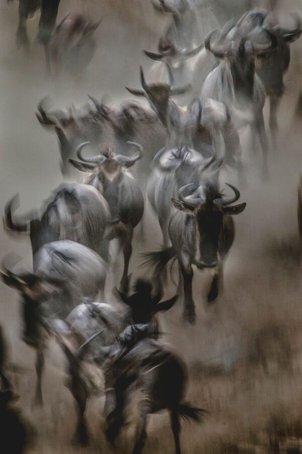Rush for Survival - Image 2