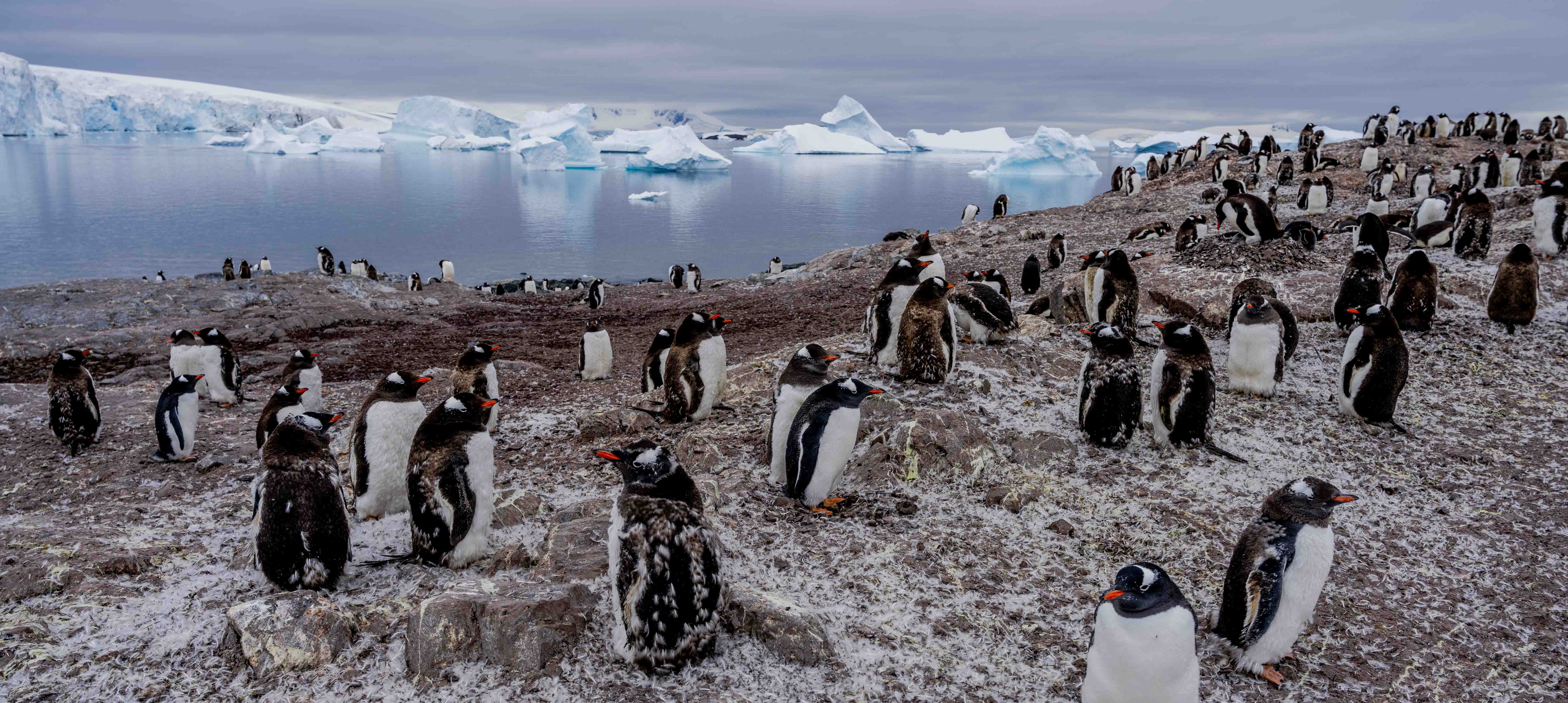 Antarctica