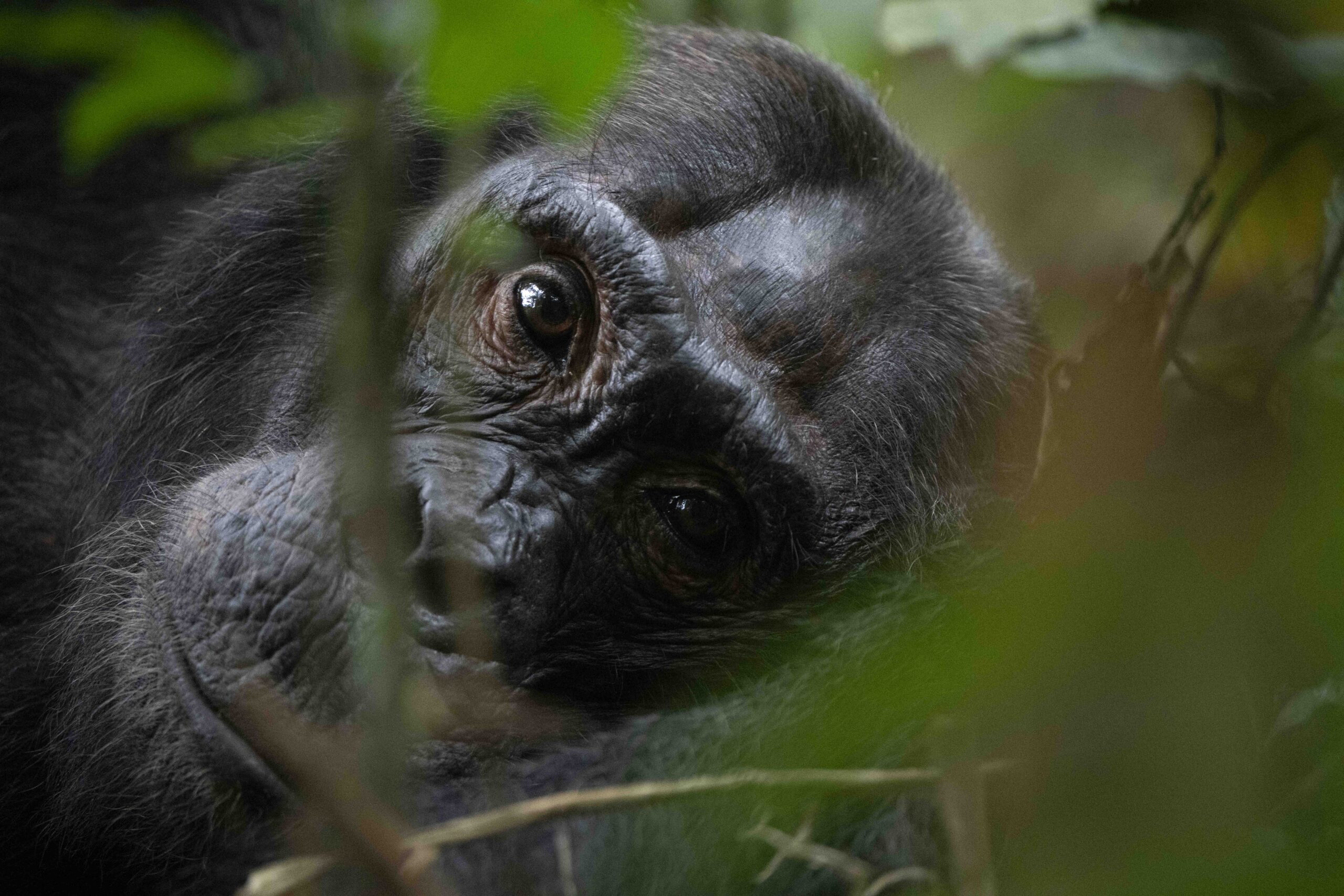 Uganda – Kibale – Chimpanzee