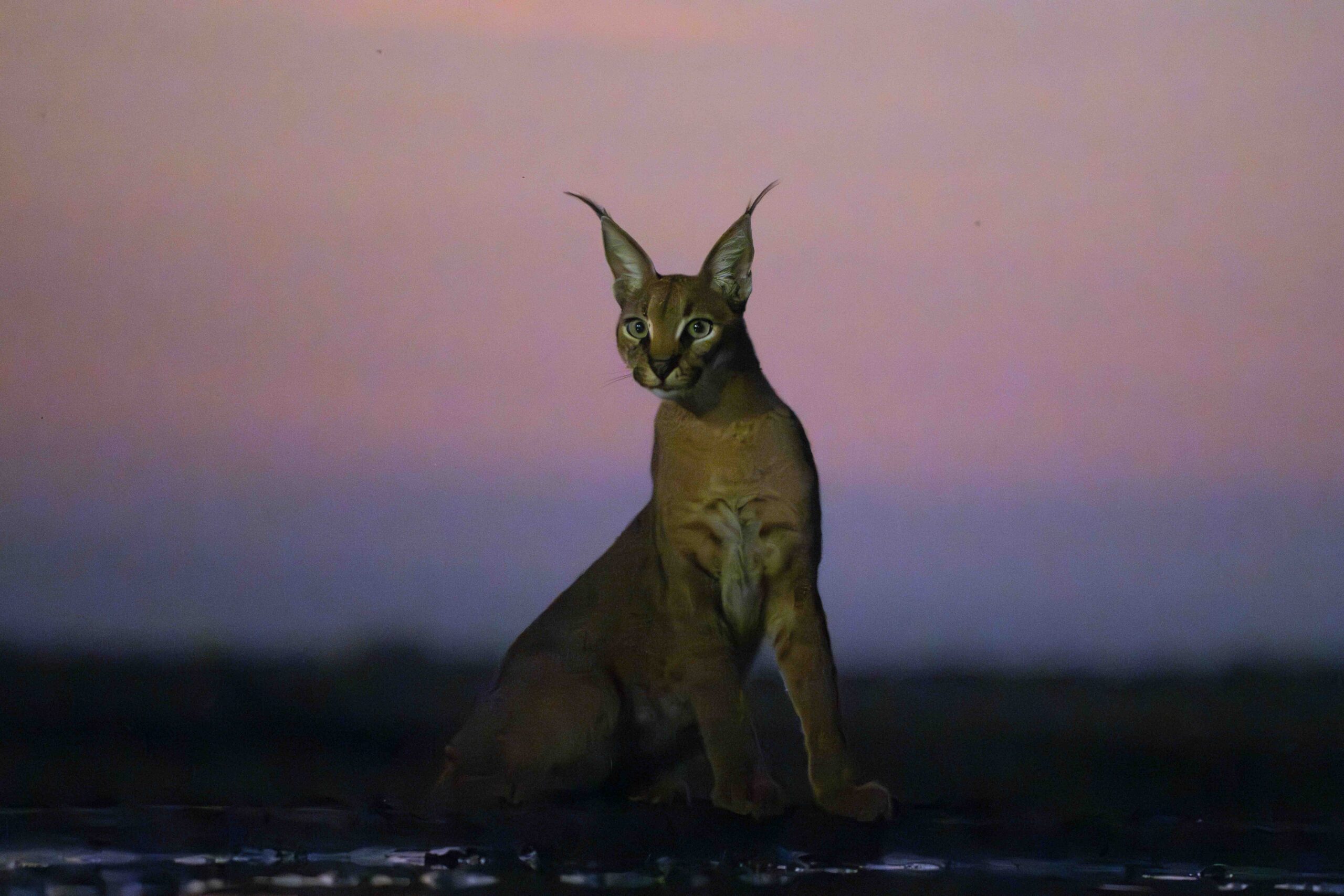 Shompole – Rare Species & Aerial Wonders