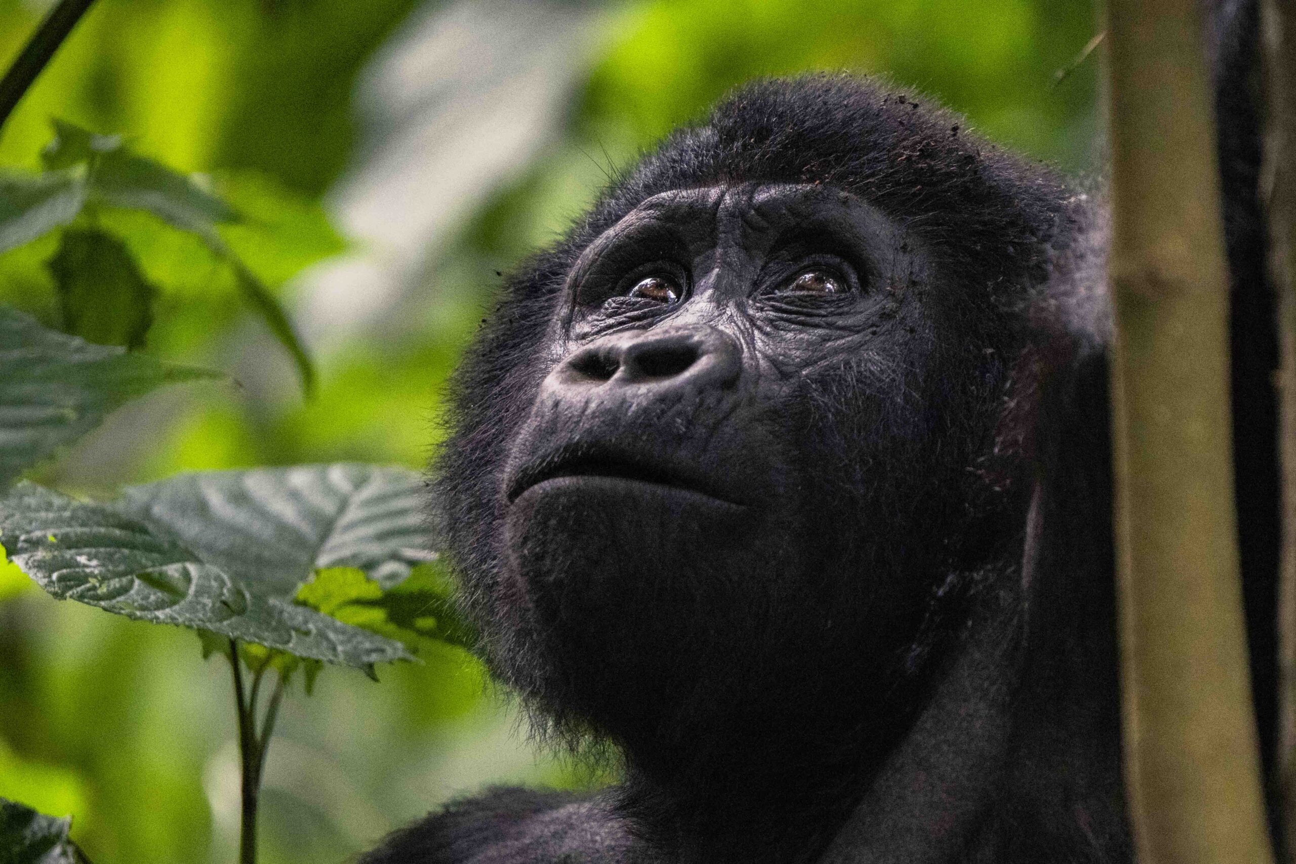 Uganda – Bwindi – Mountain Gorilla