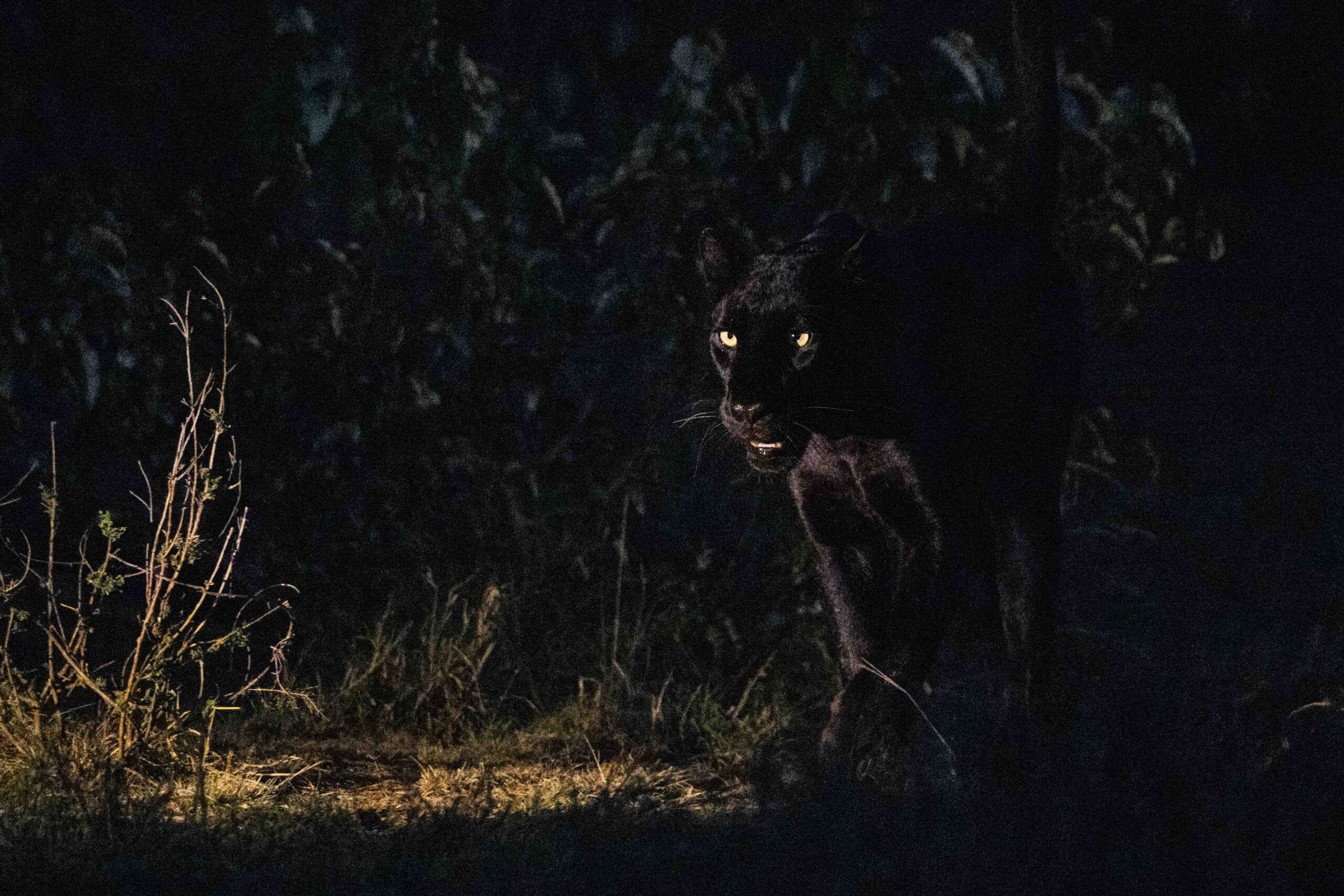 Laikipia – The Black Leopard