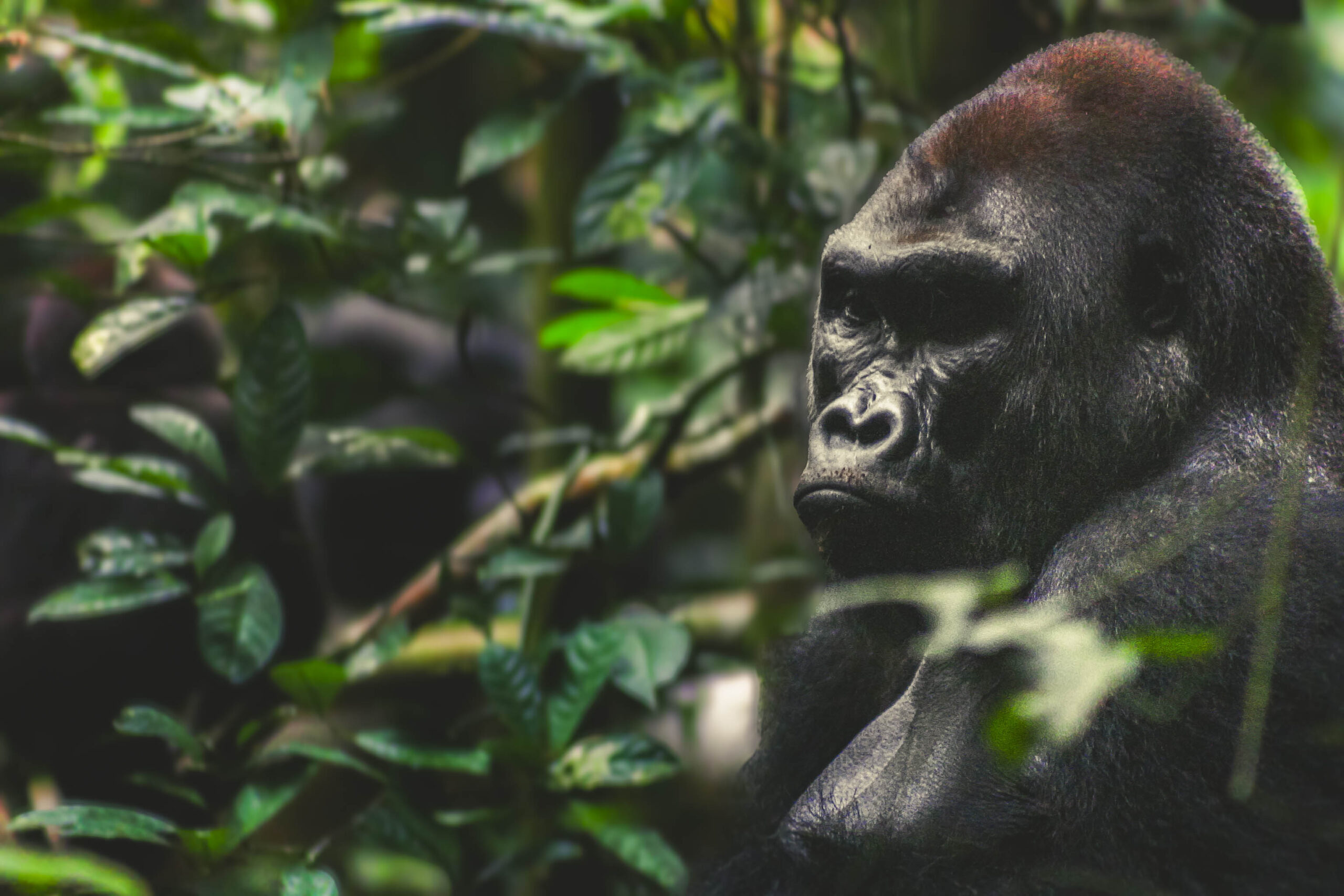 Congo – Western Lowland Gorillas & Wild Odzala