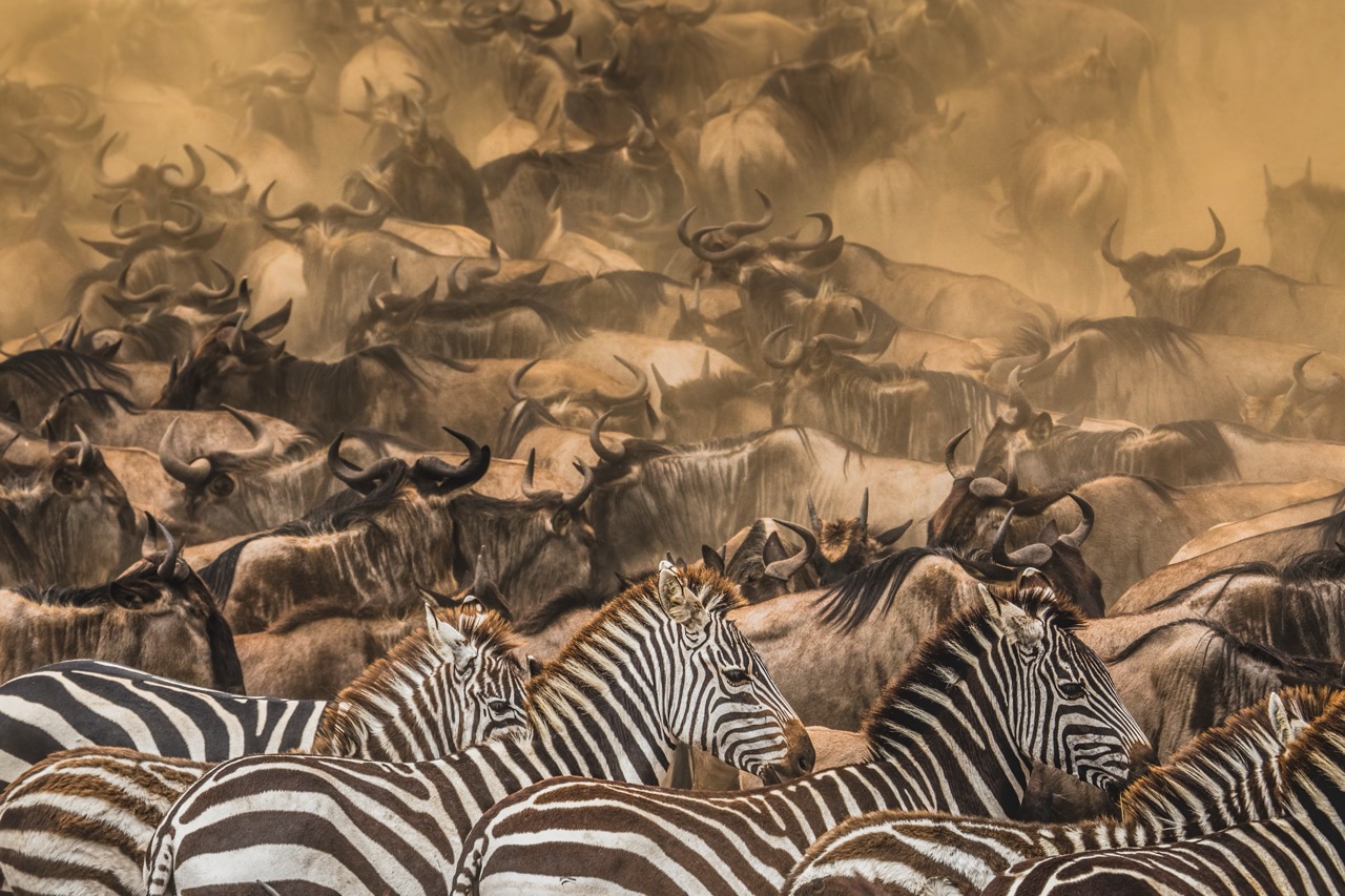 Maasai Mara – Great Migration