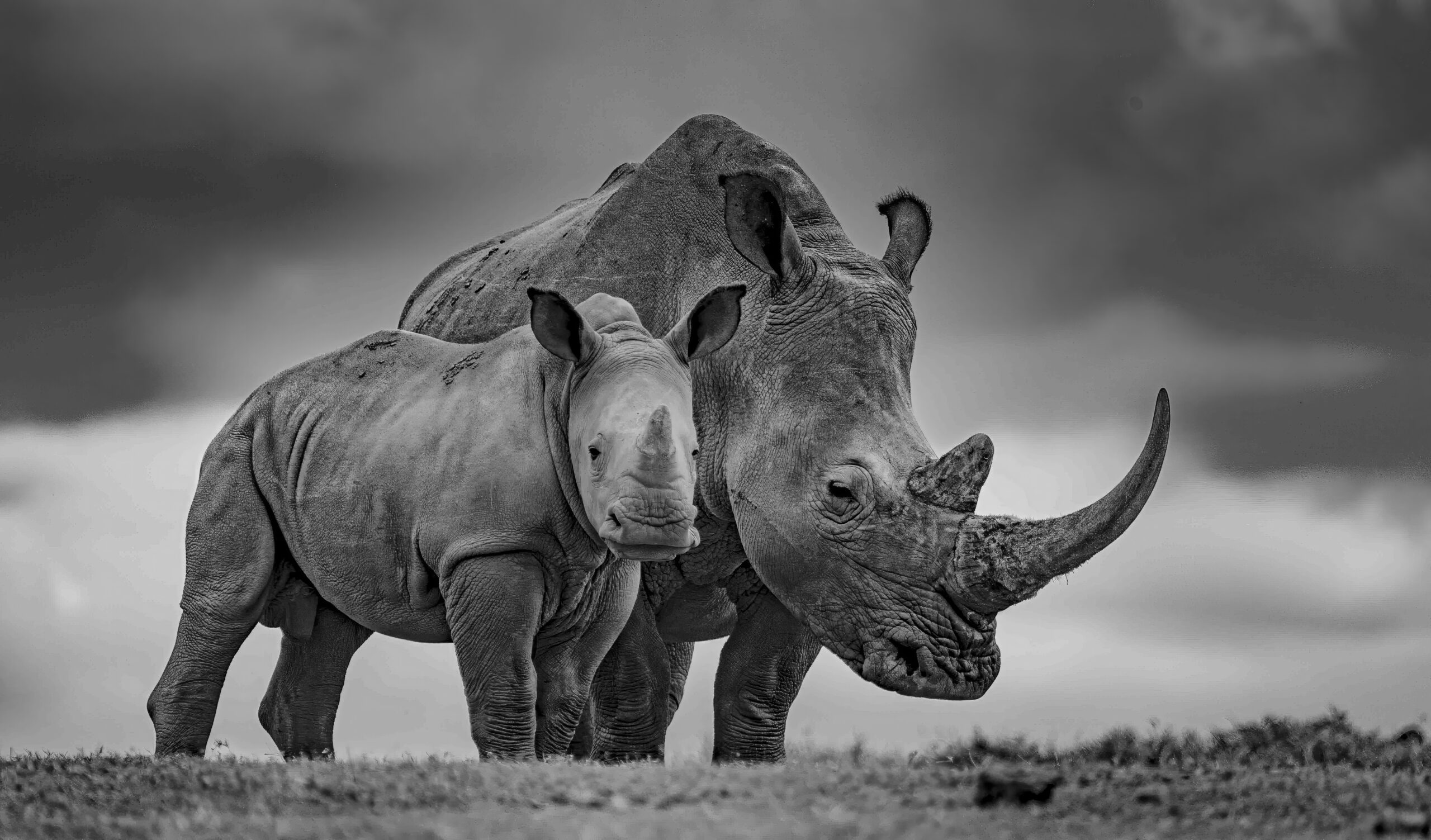 Solio – Land of the Rhino