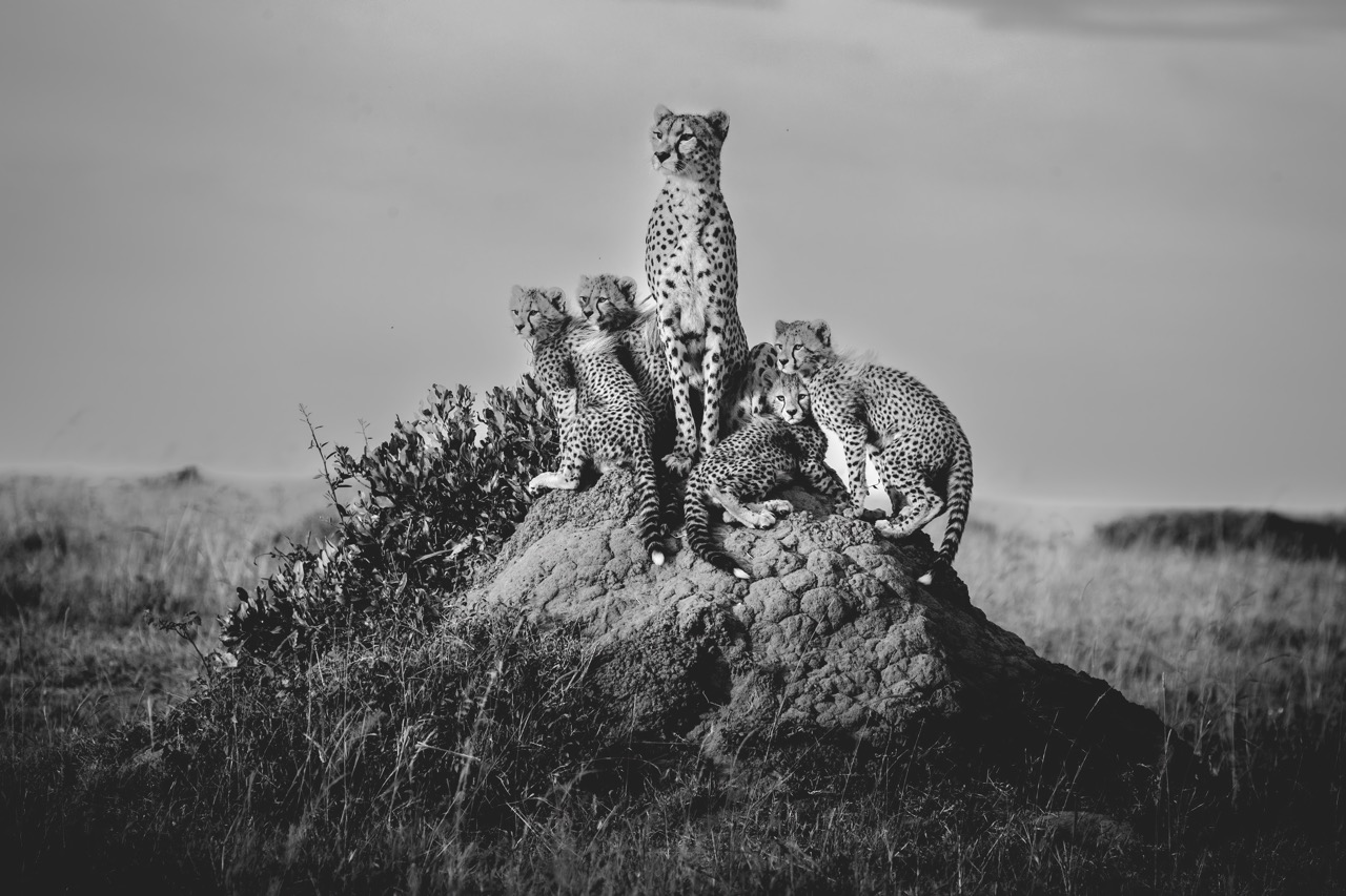 Cheetah