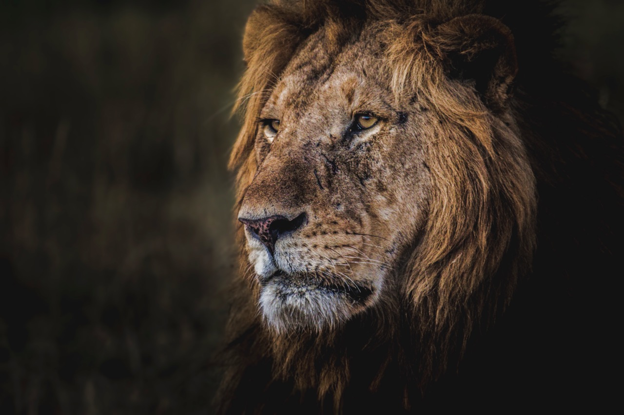 Lion