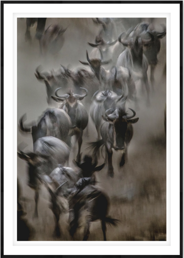 Rush for Survival - Image 1