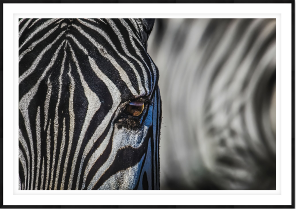 Eye to Eye - Image 1