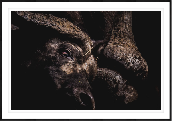 African Buffalo - Image 1