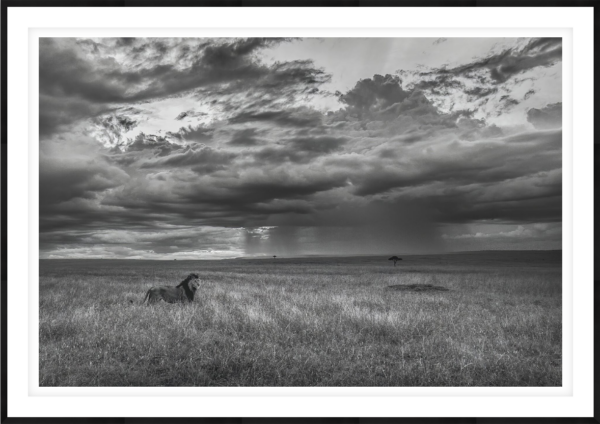 Pridelands - Image 1