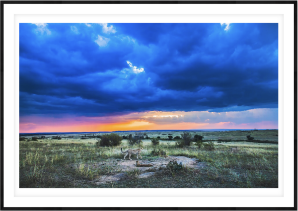 Evening Watch - Image 1