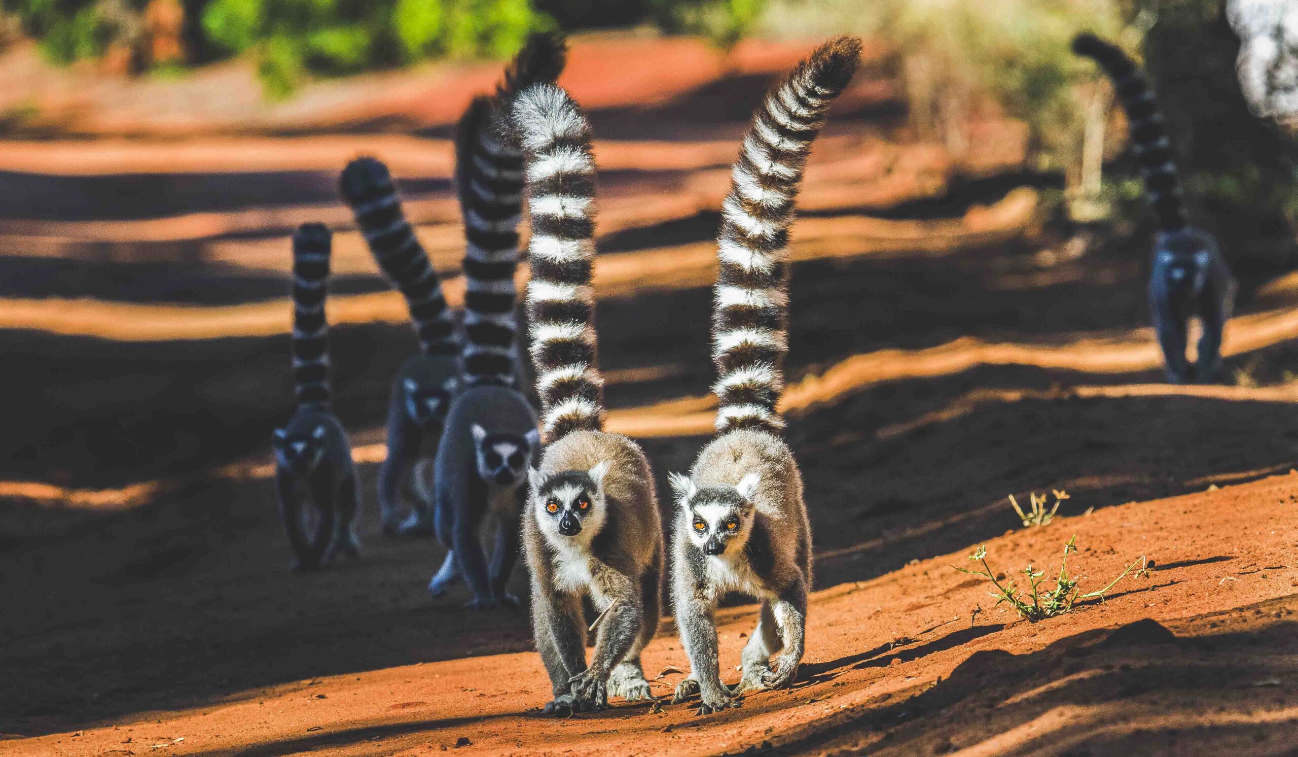 Madagascar – A Lost World of Wonders