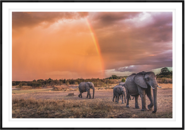 Fading Light - Image 1