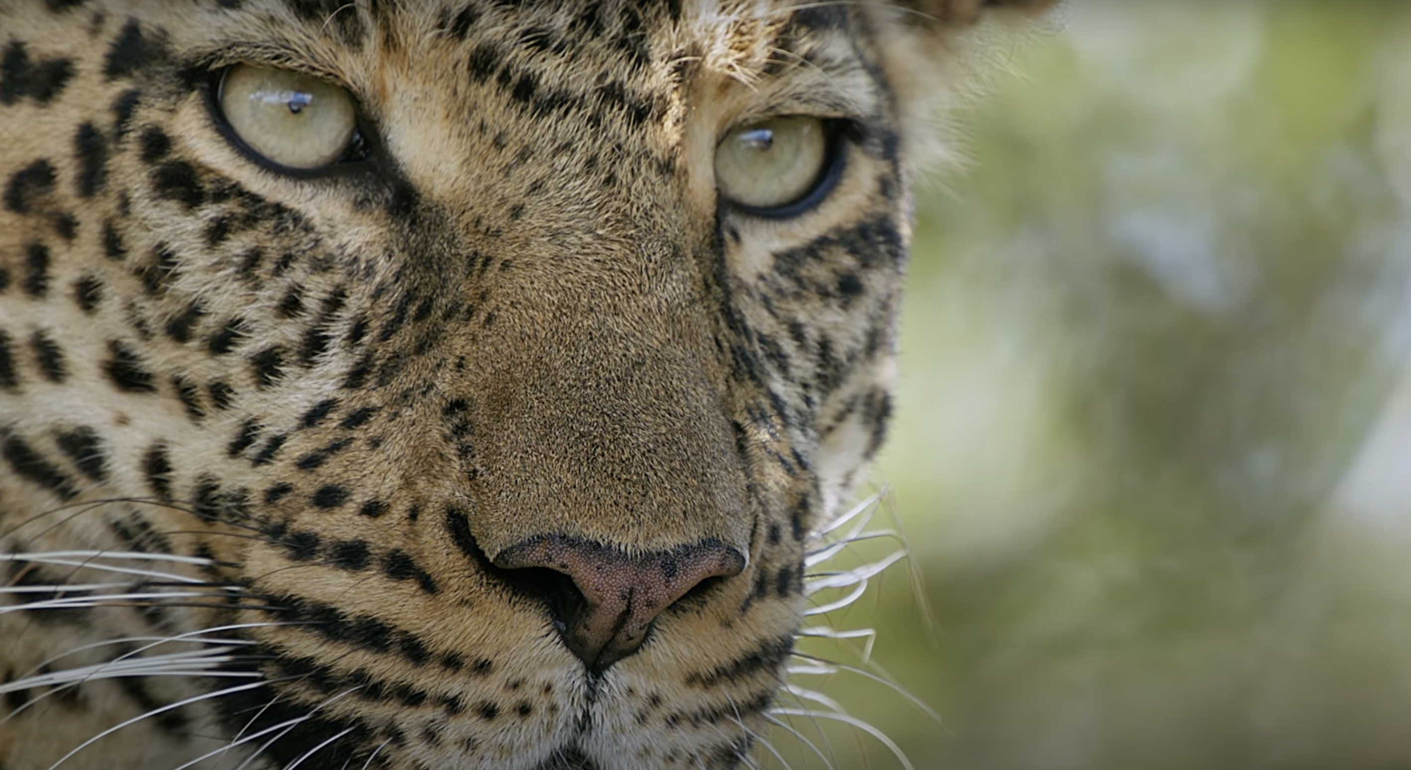 Leopard – The Hunt