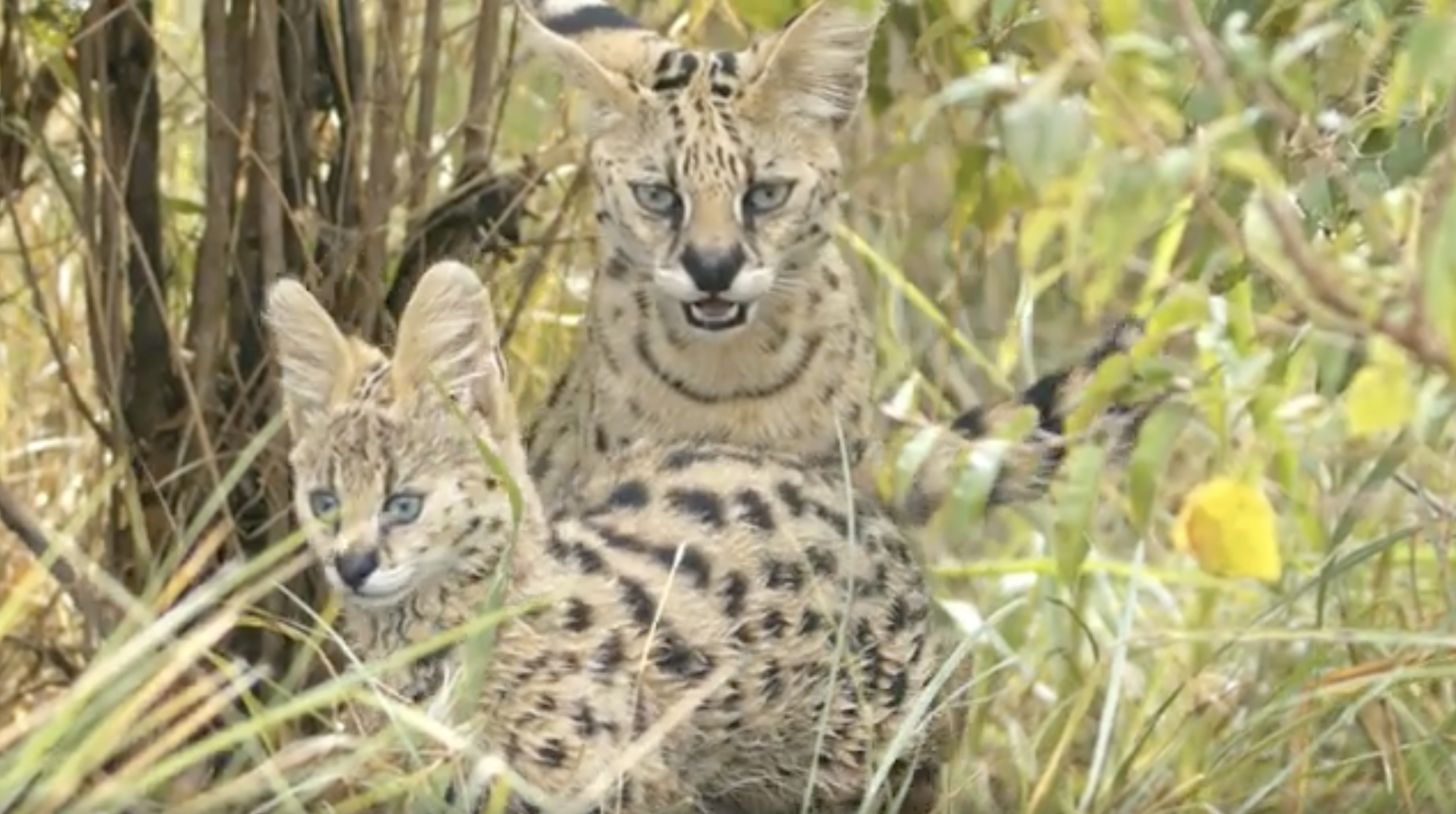Serval – Teaching the Next Generation