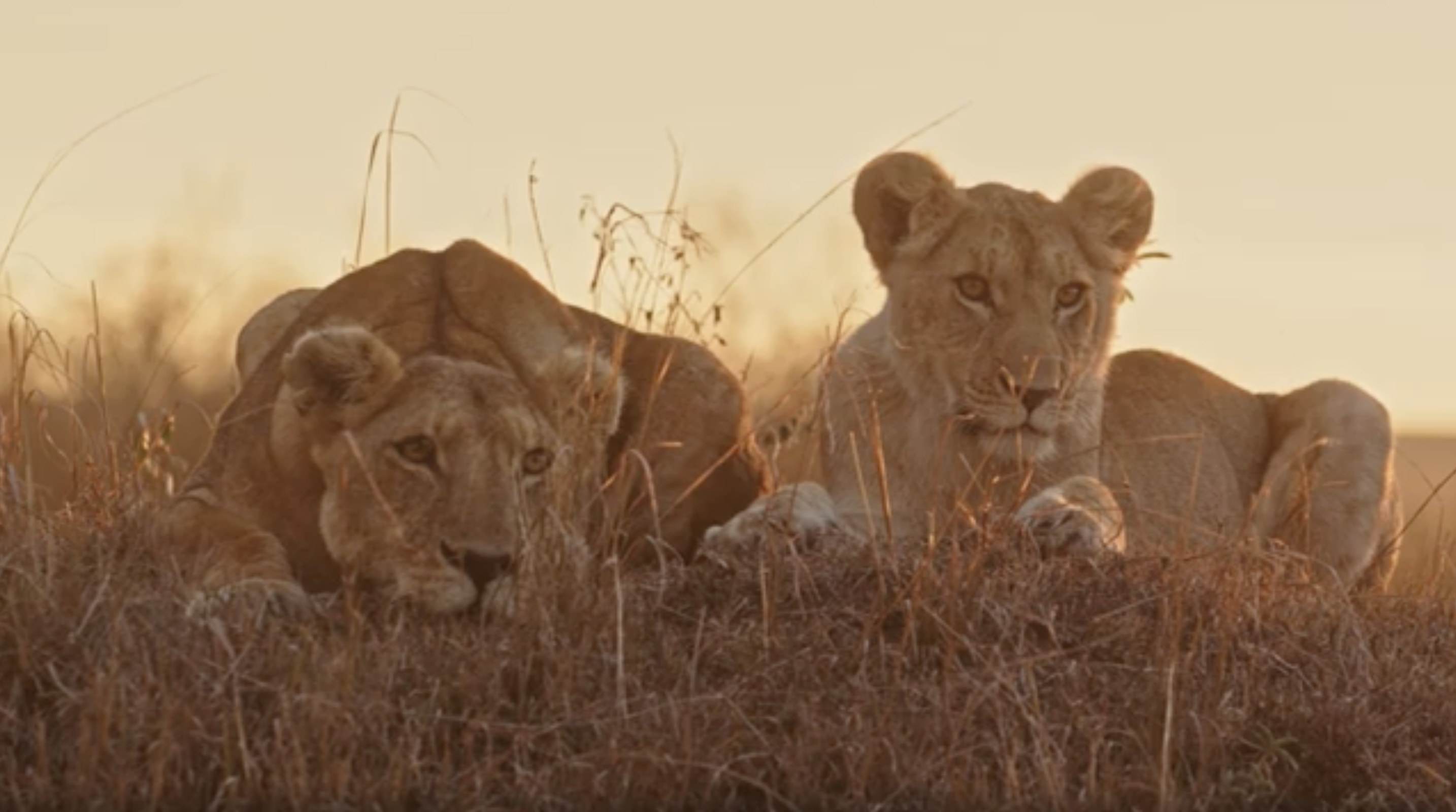 Lion – The Pride
