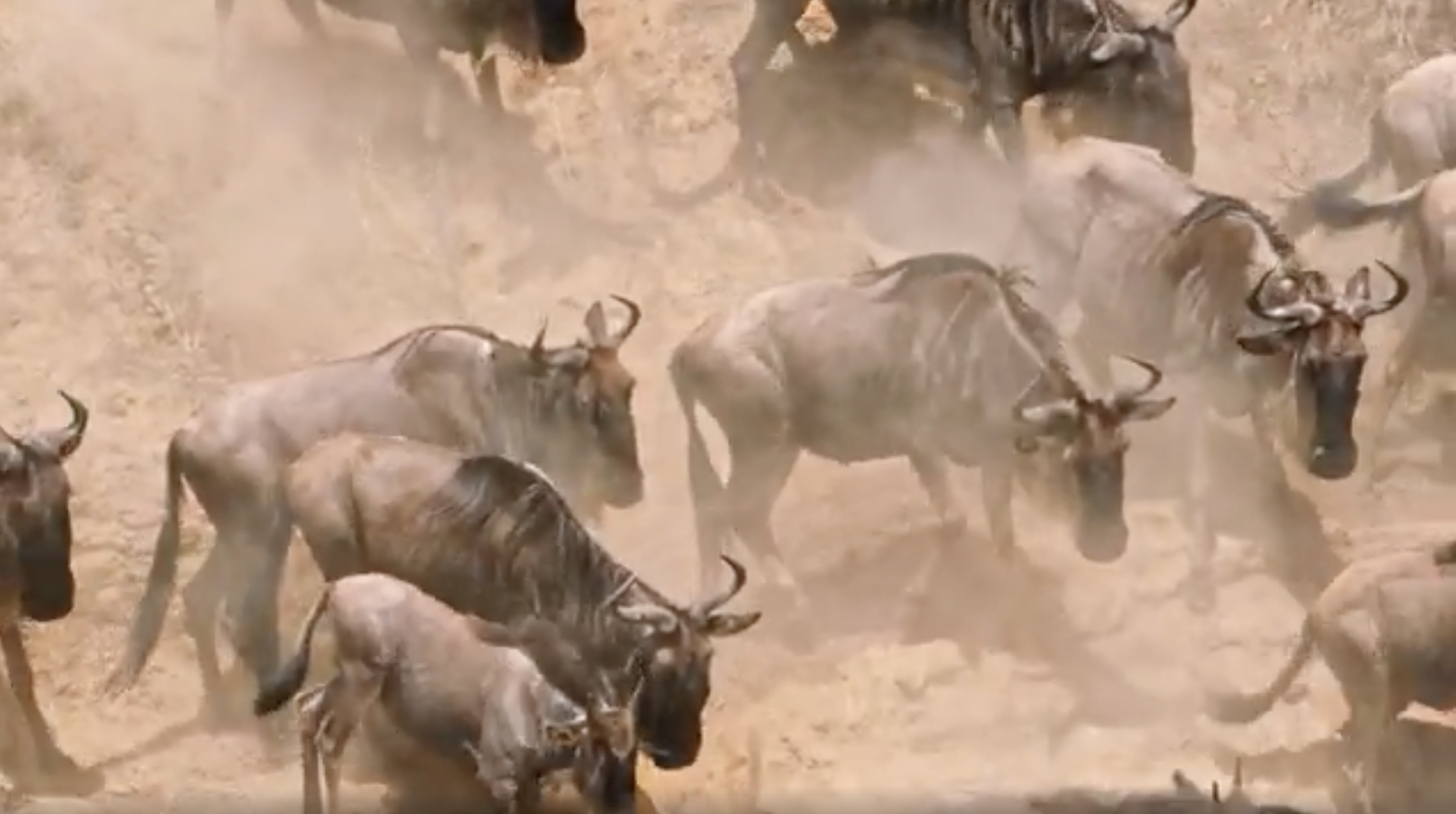 Great Migration – Wildebeest