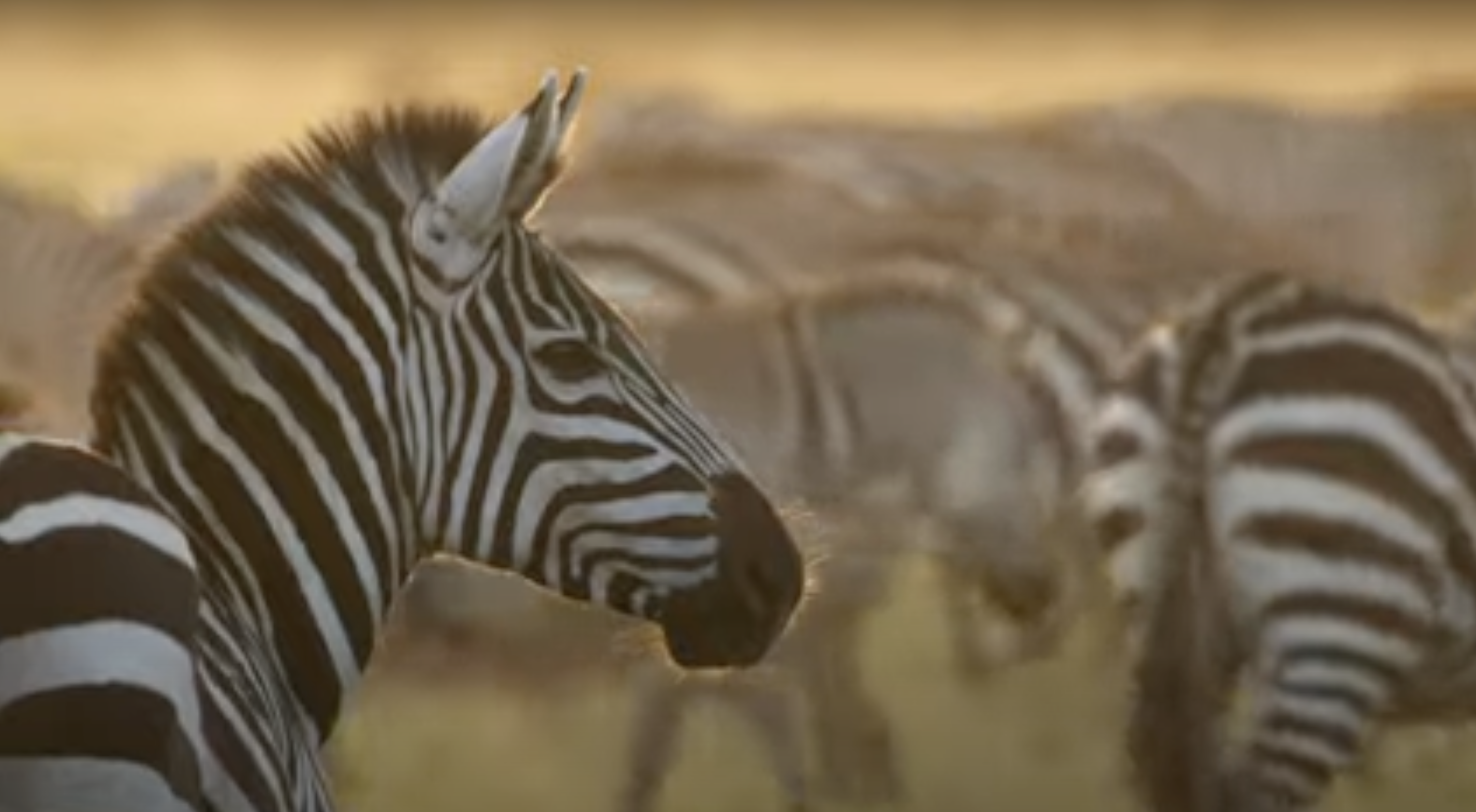 The Great Migration – Zebra