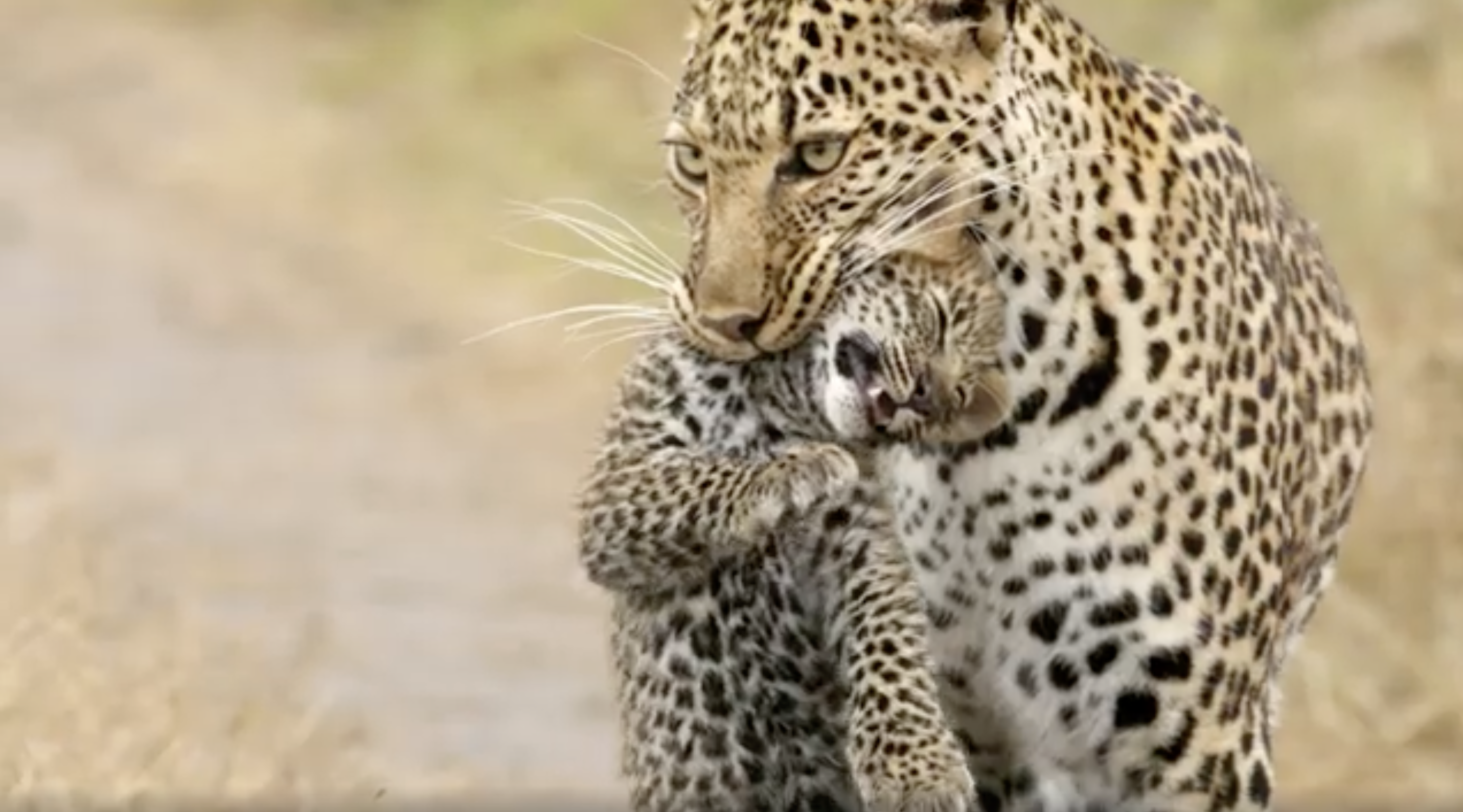 Leopard – A Mother’s Love