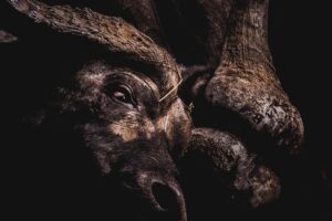 African Buffalo - Image 2