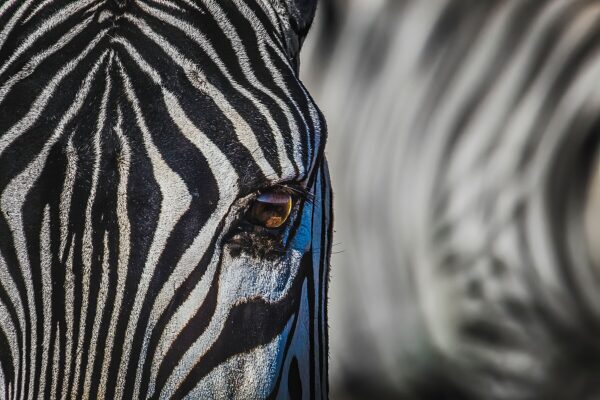Eye to Eye - Image 2