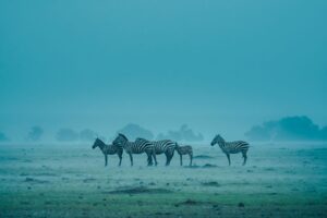 Gathering - Image 2