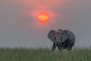 Gentle Giant - Image 2